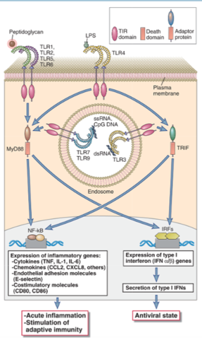 TLR Signaling Two Core signaling proteins: