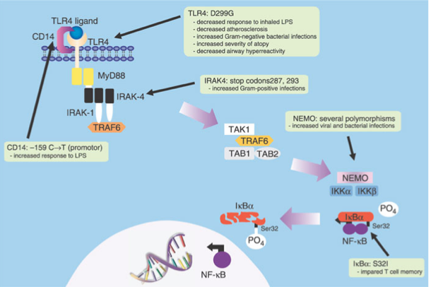 TLRs in the pathogenesis of Human Disease