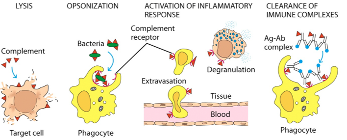 What is complement? Four principles of complement activation