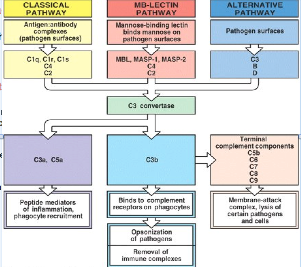 Complement involves a “proteolytic activation cascade”