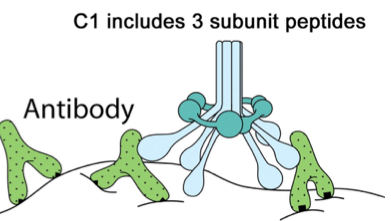 The Classical Pathway involves 3 Stages Stage 1: