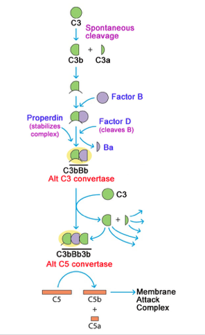 Alternative Pathway *Factor D, Factor B, Properdin*