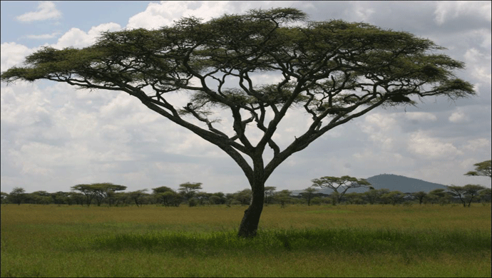 Acacias
