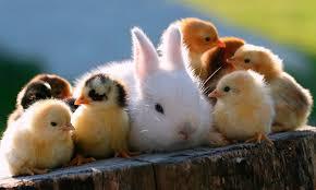 Los animales