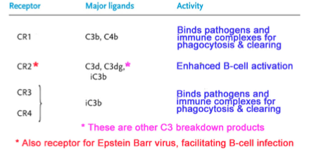 Complement receptors mediate other functions: -- immune complex clearing -- chemotaxis -- opsonization
