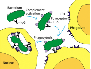 How does C3b cause opsonization by phagocytic cells?