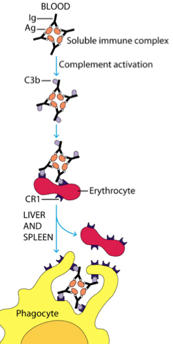 RBCs and CR1 play major role in immune complex clearance