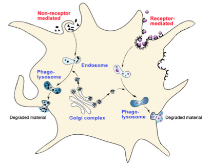 Macrophage Killing Mechanisms