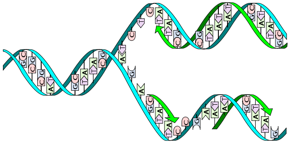 Genes y cromosomas, control de la expresión genética