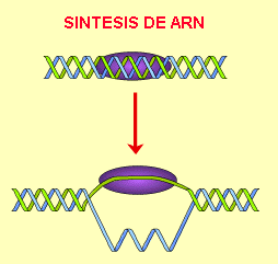 Genes y cromosomas, control de la expresión genética