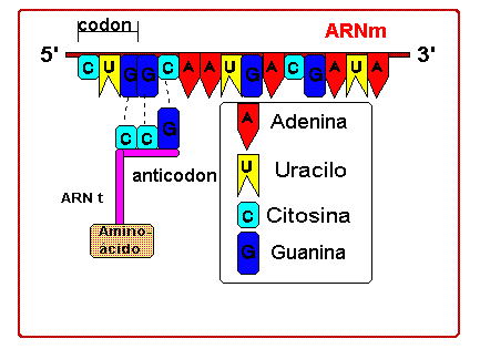 Genes y cromosomas, control de la expresión genética