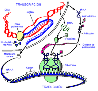 Genes y cromosomas, control de la expresión genética