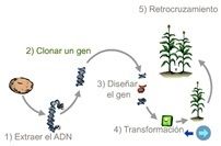 Genes y cromosomas, control de la expresión genética