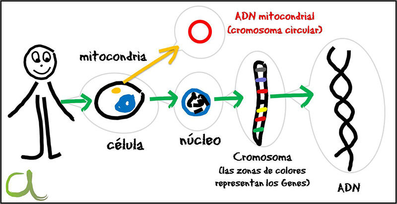 Genes y cromosomas, control de la expresión genética