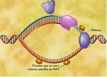Genes y cromosomas, control de la expresión genética