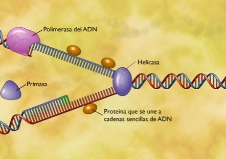 Genes y cromosomas, control de la expresión genética