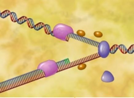 Genes y cromosomas, control de la expresión genética