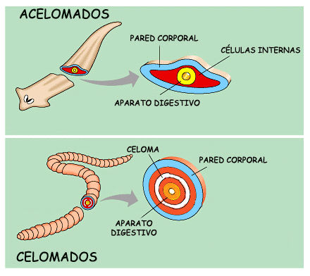Acelomados