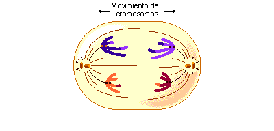 Anafase