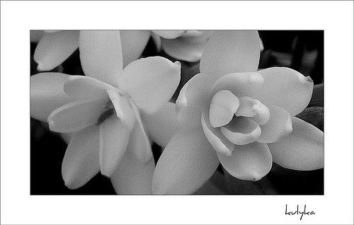 NARDOS Flor blanca