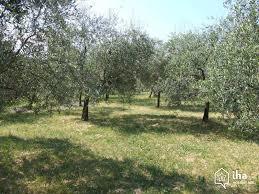 OLIVAR Terreno plantado de olivos.