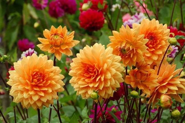 angiosperma