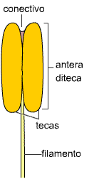 Antera