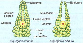 arquegonio