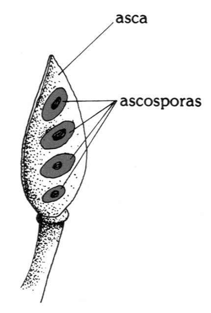 Asca