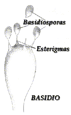 Basilio