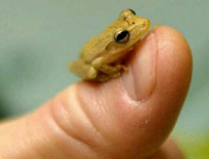 •small