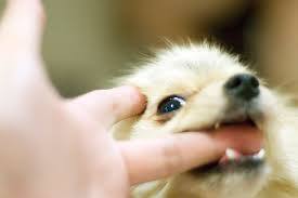 Bite