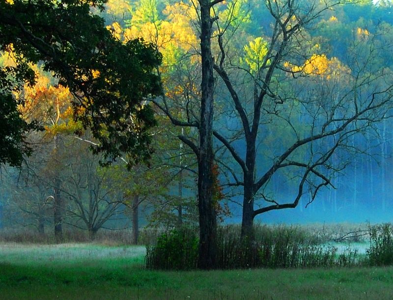 Bosque caducifolio de clima templado