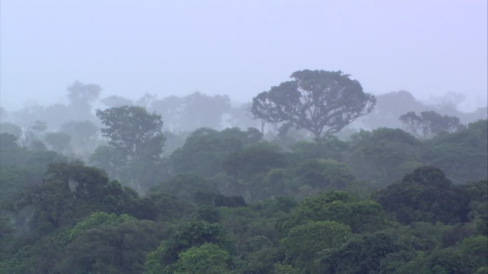 Bosque de clima templado lluvioso