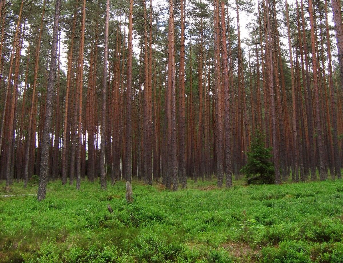 bosque septentrional de coníferas (bosque boreal)