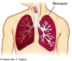 Bronquio