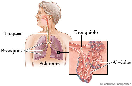 Bronquiolo