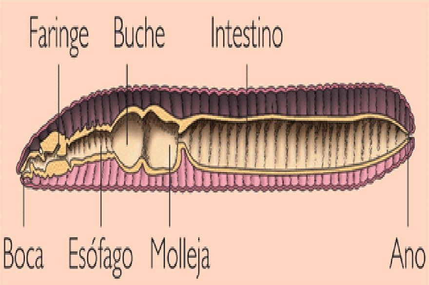 Buche