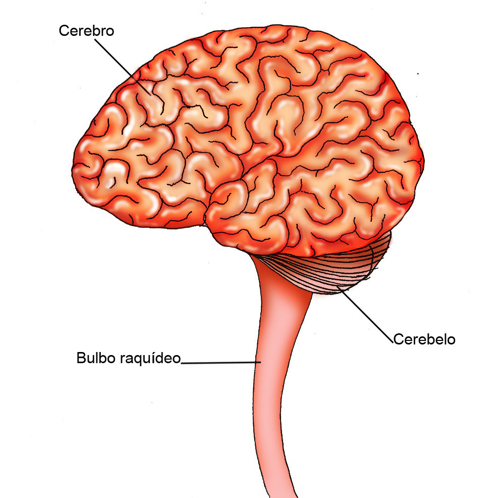Bulbo raquideo