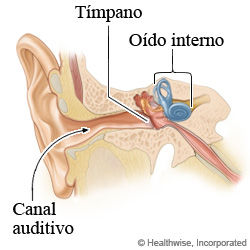 Canal auditivo