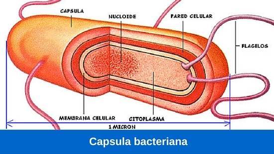 Cápsula