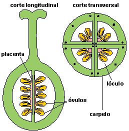 Carpelo