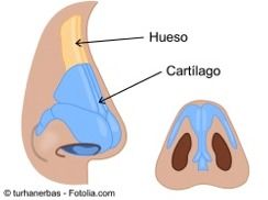 Cartílago