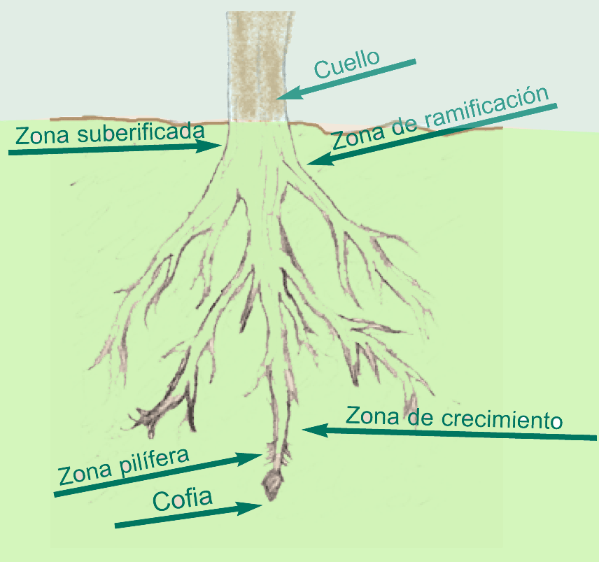 Casquete radical (pilorriza o cofia)