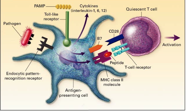 ANTIGEN PROCESSING and PRESENTATION