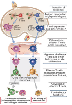 ANTIGEN PROCESSING and PRESENTATION