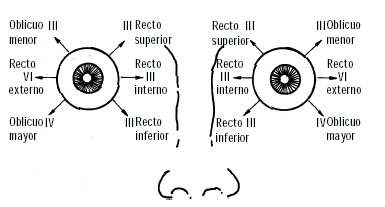 músculos extraoculares