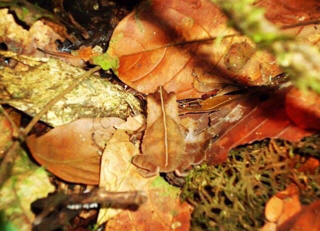 ACTIVITIES OF INTEREST FOR LONG AND SHORT HOLIDAYS IN ECUADOR