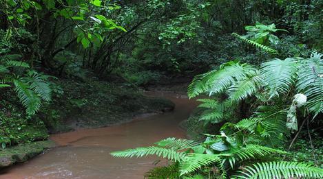 SELVA MISIONERA