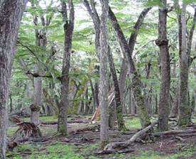 BOSQUE CHAQUEÑO